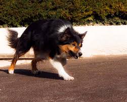 Attack Dog Training Tips