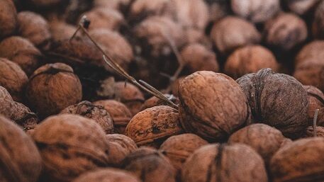 Can Dog Eat Walnuts