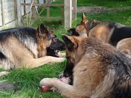 Can Dogs Eat Onions