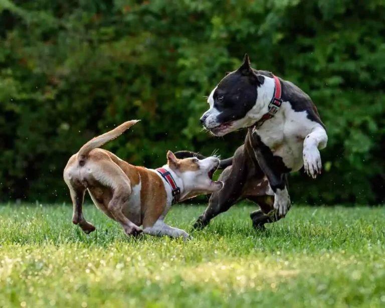 Can Dogs Eat Peanut Butter