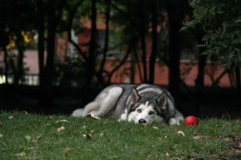 Can Dogs Eat Persimmons