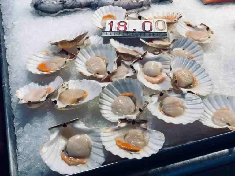 Can Dogs Eat Scallops