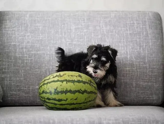 Can Dogs Eat Watermelon