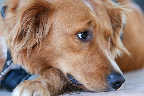 can Dogs Eat Sausages
