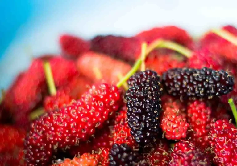 Can Dogs Eat Mulberries?