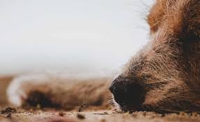 Dog Ate Ant Traps