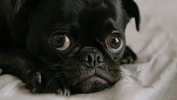 How Long Can A Dog Go Without Pooping