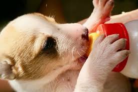 How To Make a Balanced Raw Diet For Dogs