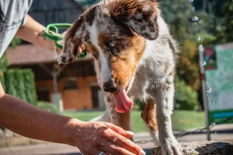 How To Hypnotize a Dog?