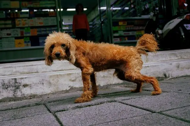 Sudden Strange Dog Behavior