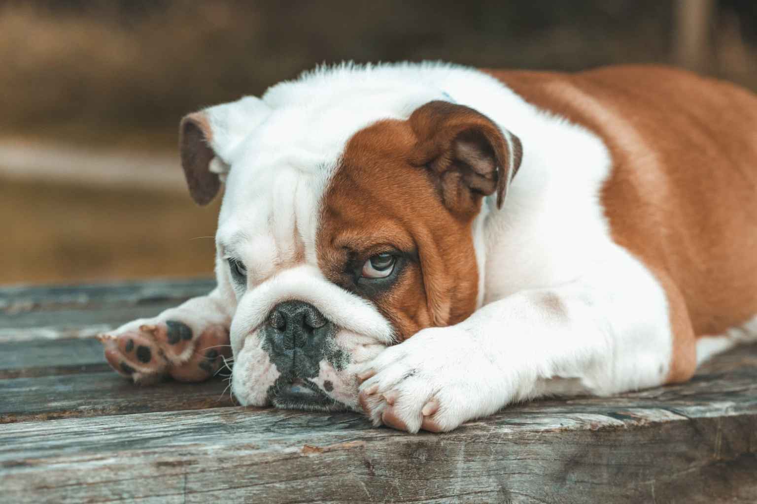 Why Do Dogs Get Hiccups?