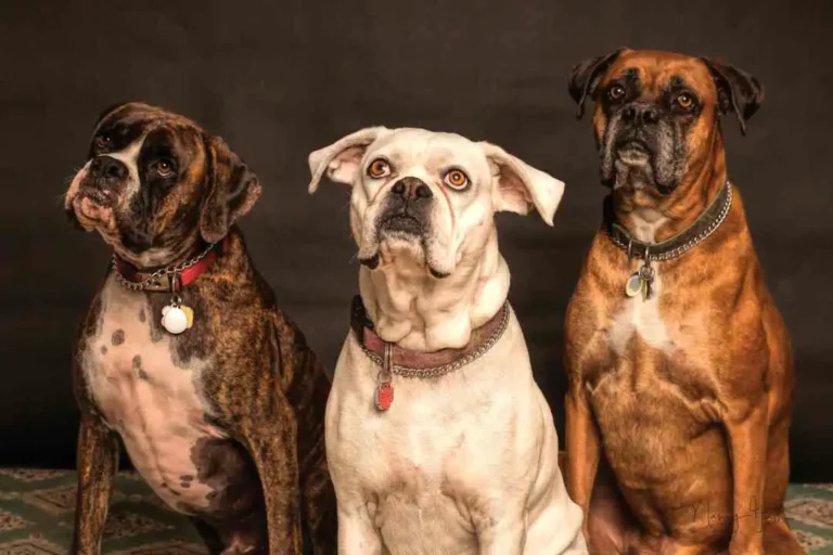 httpsohmydogsdiet.comcan-dogs-get-pimples