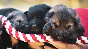 Can Dog Eat Pork